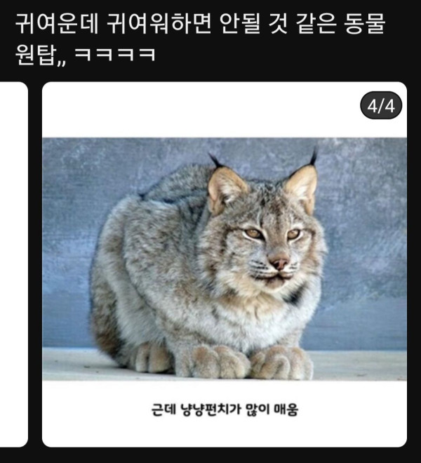 캐나다 거대 왕냥이